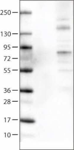 ACSL5 Antibody (CL0275), Novus Biologicals 25 &mu;L, Unconjugated:Antibodies,