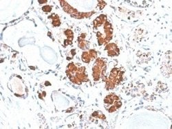 ACTH Mouse anti-Human, Mouse, Rat, Clone: rCLIP/1407, Novus Biologicals