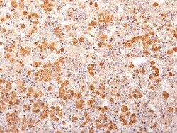ACTH Antibody (57) - N-terminal - Azide and BSA Free, Novus Biologicals