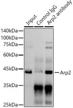 ACTR2 Rabbit anti-Human, Mouse, Rat, Clone: 6B1I3, Novus Biologicals 20