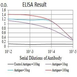 ACTR3 Antibody (3G2G1) - BSA Free, Novus Biologicals 0.025 mL | Buy Online | Novus Biologicals | Fisher Scientific