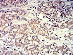ACTR3 Antibody (3G2G1) - BSA Free, Novus Biologicals 0.025 mL | Buy Online | Novus Biologicals | Fisher Scientific