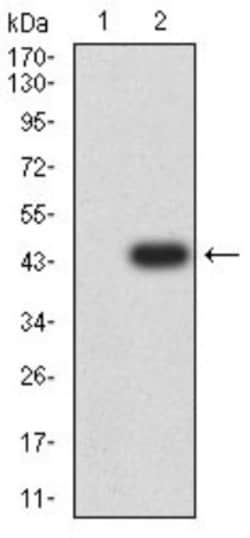 ACTR3 Antibody (3G2G1) - BSA Free, Novus Biologicals 0.025 mL | Buy Online | Novus Biologicals | Fisher Scientific