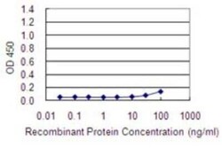 ACTR3 Antibody (2B6), Novus Biologicals 0.1 mg | Buy Online | Novus Biologicals | Fisher Scientific