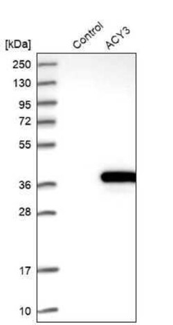 ACY3 Antibody, Novus Biologicals:Antibodies:Primary Antibodies