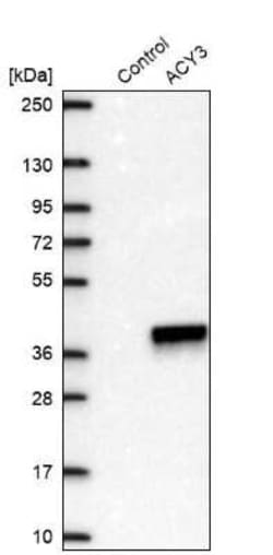 ACY3 Antibody, Novus Biologicals:Antibodies:Primary Antibodies