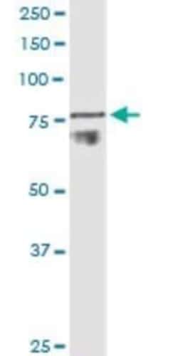 Novus Biologicals ADAM11 Antibody (3D4), Novus Biologicals 0.1 mg | Buy Online | Novus Biologicals&trade; | Fisher Scientific