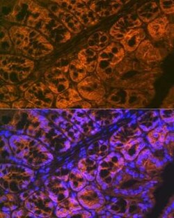 ADAM15 Rabbit anti-Human, Mouse, Rat, Clone: 4T4X10, Novus Biologicals 100 &mu;g | Buy Online | Bio-Techne | Fisher Scientific