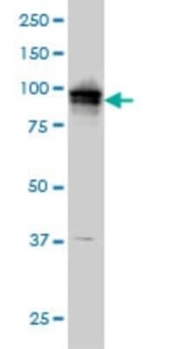 ADAM9 Antibody (3E6), Novus Biologicals 0.1 mg | Buy Online | Novus Biologicals | Fisher Scientific