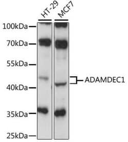 ADAMDEC1 Antibody - Azide and BSA Free, Novus Biologicals 0.1 mL, Unconjugated:Antibodies,