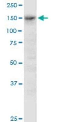 ADAMTS3 Antibody (1D6), Novus Biologicals 50 &mu;g | Buy Online | Novus Biologicals | Fisher Scientific