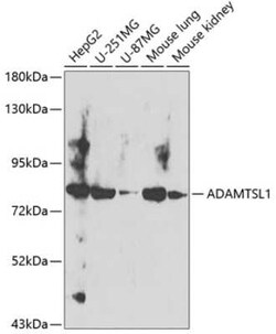 ADAMTSL-1/Punctin Antibody - BSA Free, Novus Biologicals 0.02 mL, Unconjugated:Antibodies,