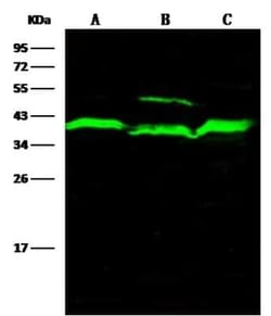 ADK Antibody, Novus Biologicals:Antibodies:Primary Antibodies