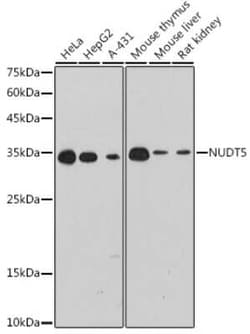ADP-Sugar Pyrophosphatase/NUDT5 Rabbit anti-Human, Mouse, Rat, Clone: 7Y9M2,