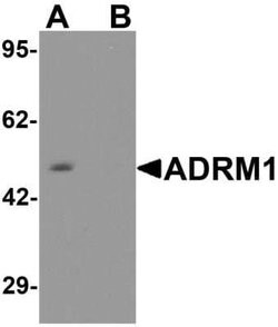 ADRM1 Antibody - BSA Free, Novus Biologicals 0.1 mg | Buy Online | Novus Biologicals | Fisher Scientific