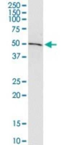 ADSSL1 Antibody (2D12), Novus Biologicals 0.1 mg | Buy Online | Novus Biologicals | Fisher Scientific