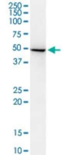 ADSSL1 Antibody (2D12), Novus Biologicals 0.1 mg | Buy Online | Novus Biologicals | Fisher Scientific