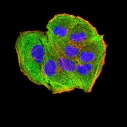 AEBP2 Antibody (2D7B6) - BSA Free, Novus Biologicals 0.1 ml; Unconjugated:Antibodies,