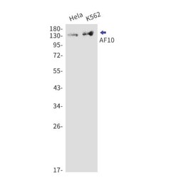 AF10 Antibody (S07-2G2), Novus Biologicals:Anticorps:Anticorps primaires