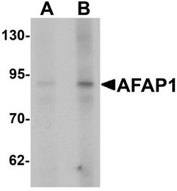 AFAP Antibody - BSA Free, Novus Biologicals 0.1 mg; Unconjugated:Antistoffer