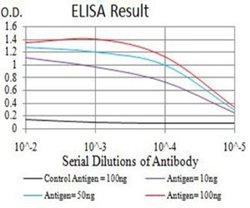 AFAP1L2 Antibody (4E12D7) - BSA Free, Novus Biologicals:Antibodies:Primary