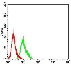 AFAP1L2 Antibody (4E12D7) - BSA Free, Novus Biologicals:Antibodies:Primary