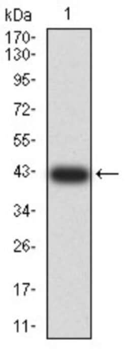 AFAP1L2 Antibody (4E12D7) - BSA Free, Novus Biologicals:Antibodies:Primary