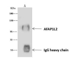 AFAP1L2 Antibody, Novus Biologicals 100 &mu;g; Unconjugated:Antibodies,