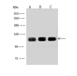 AFAP1L2 Antibody, Novus Biologicals 100 &mu;g; Unconjugated:Antibodies,