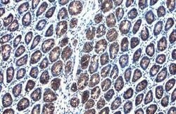 AG-2/AGR2 Antibody (HL1024), Novus Biologicals 100 &mu;g; Unconjugated:Antibodies,