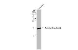 AG-2/AGR2 Antibody (HL1024), Novus Biologicals 100 &mu;g; Unconjugated:Antibodies,