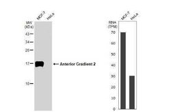 AG-2/AGR2 Antibody (HL1024), Novus Biologicals 100 &mu;g; Unconjugated:Antibodies,