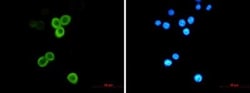 AG-2/AGR2 Antibody (S04-1H6), Novus Biologicals:Antibodies:Primary Antibodies