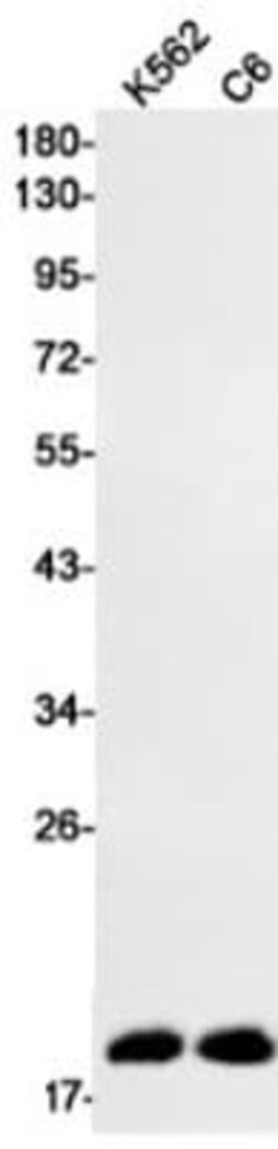 AG-2/AGR2 Antibody (S04-1H6), Novus Biologicals:Antibodies:Primary Antibodies