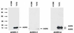AG-3/AGR3 Antibody (AGR3.4), Novus Biologicals 0.1 mg; Unconjugated:Antibodies,