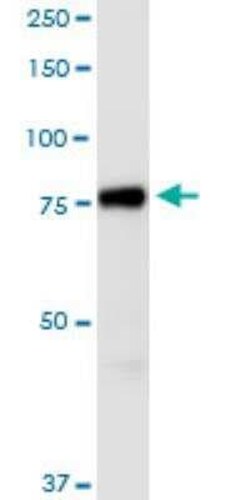 AGAP1 Antibody (3F2), Novus Biologicals 100 &mu;g | Buy Online | Novus Biologicals | Fisher Scientific
