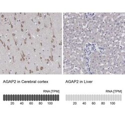 AGAP2 Rabbit anti-Human, Polyclonal, Novus Biologicals 100 &mu;g; Unconjugated:Antibodies,