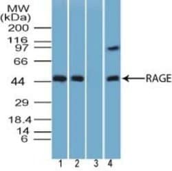 AGER Antibody, Novus Biologicals 0.1 mg; Unconjugated:Antibodies, Polyclonal