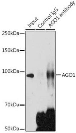 AGO1/EIF2C1 Antibody - Azide and BSA Free, Novus Biologicals 0.02 mL, Unconjugated:Antibodies,