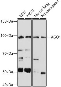 AGO1/EIF2C1 Antibody - Azide and BSA Free, Novus Biologicals 0.02 mL, Unconjugated:Antibodies,
