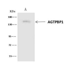 AGTPBP1 Antibody, Novus Biologicals:Antibodies:Primary Antibodies