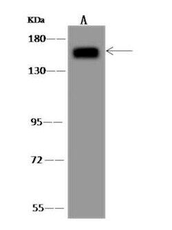 AGTPBP1 Antibody, Novus Biologicals:Antibodies:Primary Antibodies
