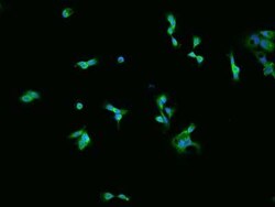 AHCYL1 Antibody, Novus Biologicals 50 &mu;g, Unconjugated:Antibodies, Polyclonal