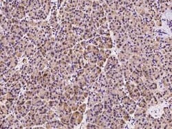 AHCYL1 Antibody, Novus Biologicals 50 &mu;g, Unconjugated:Antibodies, Polyclonal