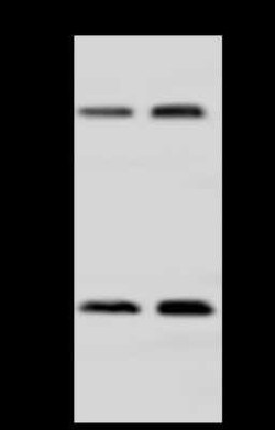 AHCYL1 Antibody, Novus Biologicals 50 &mu;g, Unconjugated:Antibodies, Polyclonal