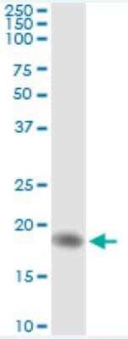 AHNAK Antibody (3G7), Novus Biologicals 0.1 mg; Unconjugated:Antibodies,