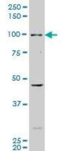 AHR Antibody (3B12), Novus Biologicals 0.1 mg, Unconjugated:Antibodies,