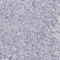 AHR Antibody, Novus Biologicals 0.1 mL; Unconjugated:Antibodies, Polyclonal