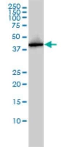 Novus Biologicals AHSA1 Antibody (1A2-A8), Novus Biologicals 0.1 mg | Buy Online | Novus Biologicals&trade; | Fisher Scientific