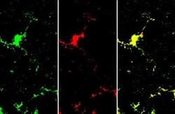 AIF-1/Iba1 Antibody (HL22), Novus Biologicals 100 &mu;g; Unconjugated:Antibodies,